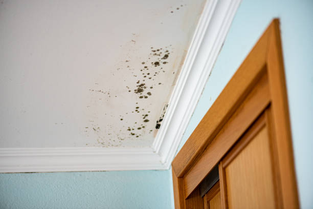 Best Home Mold Removal  in Palos Hls, IL