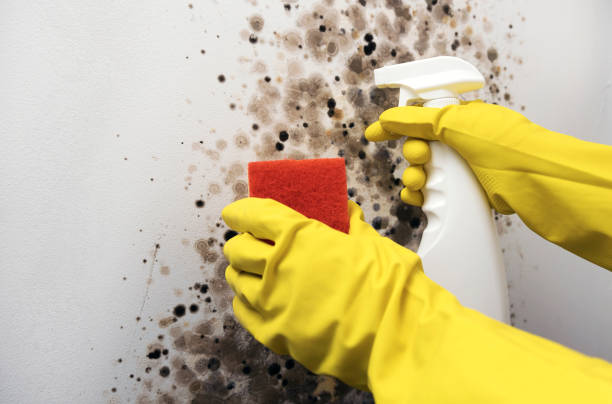 Crawl Space Mold Removal in Palos Hills, IL