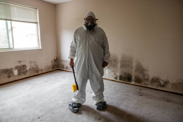 Best Toxic Mold Removal  in Palos Hls, IL