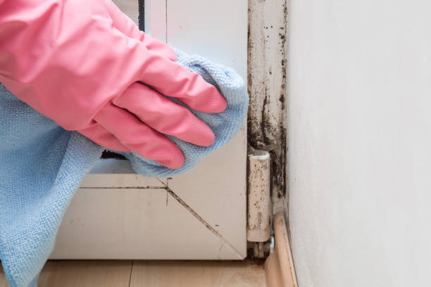 Best Crawl Space Mold Removal  in Palos Hls, IL